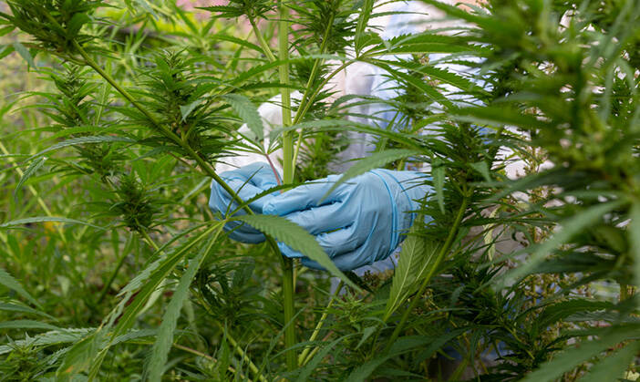 Dismantling cannabis plantations